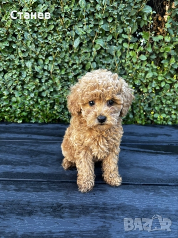 Мини пудели / Mini Poodles