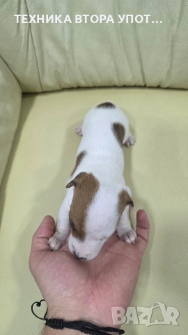 Мъжки джак ръсел териер 