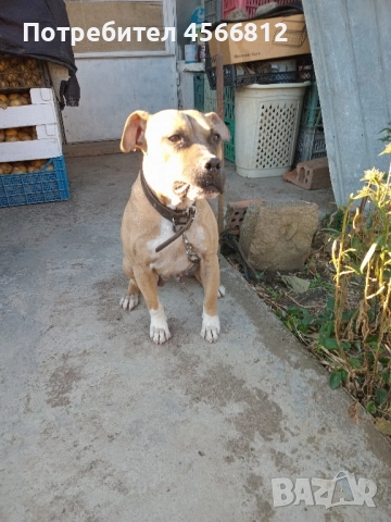 Пясъчна Пидбука, снимка 3 - Питбул - 51460790