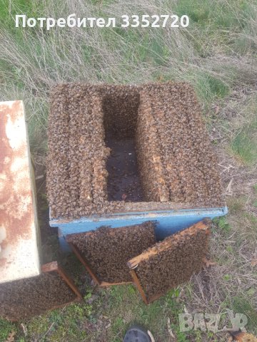 Пчелни отводки система Дадан Блат за 2024г, снимка 2 - За пчели - 42851525