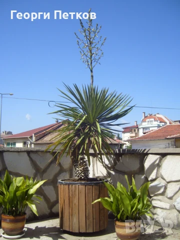 Палма Юка-студоустойчива-60-70см. , снимка 9 - Градински цветя и растения - 50765301