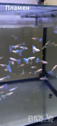 albino blue topaz 🩵🩵🩵, снимка 1