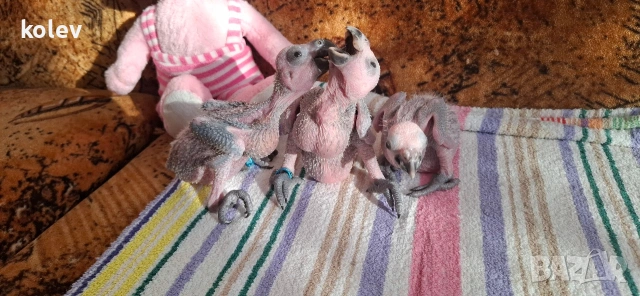 Папагали Синьочела амазона/бебета, снимка 3 - Папагали - 54095247