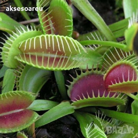 20 бр Редки семена от насекомоядно месоядно растение венерина мухоловка декор за дома офиса двора и , снимка 10 - Сортови семена и луковици - 37700863
