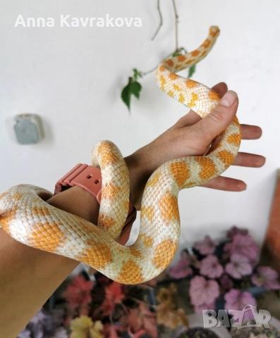 царевичен смок , снимка 2 - Змии - 51843260