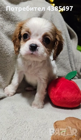 Кученца Кавалер Кинг Чарлз шпаньол, мъжки и женски, снимка 8 - Кавалер кинг чарлз шпаньол - 53898090
