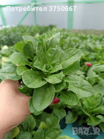 ❤️☀️❤️ Парички/Bellis/Tasso, снимка 8 - Градински цветя и растения - 52084828