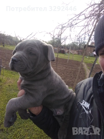 Кане корсо, снимка 2 - Кане корсо - 54127807