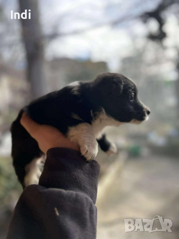 Кученцe, снимка 4 - Други - 52733936