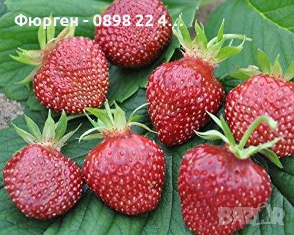 Разсад Ягода - Налични 24 сорта , снимка 14 - Разсади - 34870259