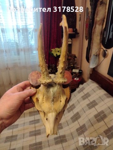 Рога от сръндак , снимка 5 - Декорация за дома - 39768466