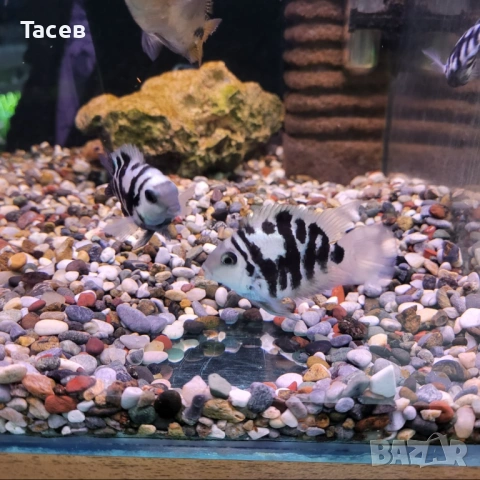 Зебровиден папагал 4-5см