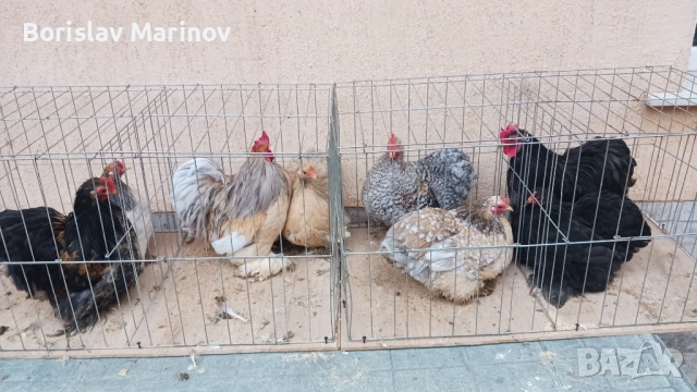 Мини кохин, снимка 3 - други­ - 52341003