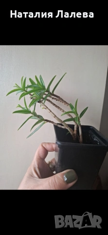 Колумнея, columnea Linearis, снимка 4 - Стайни растения - 53972146