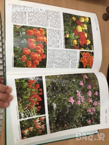 Енциклопедия A-Z of Annuals, Biennials & Bulbs (Successful Gardening), снимка 13 - Енциклопедии, справочници - 30873162