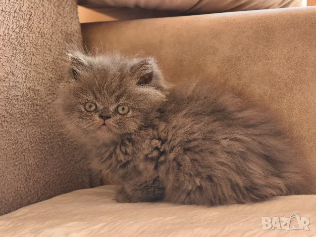 Персийски котенца