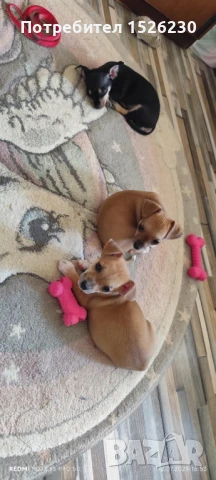 Продават се 3 малки пинчерчета , снимка 1