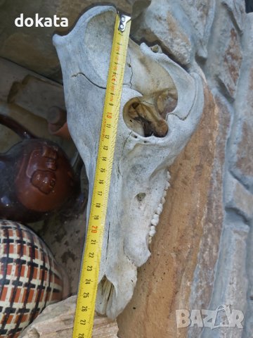 Стар череп от глиган, снимка 7 - Други ценни предмети - 44339783