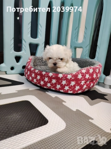 Малтийска болонка, снимка 4 - Болонка - 52437033