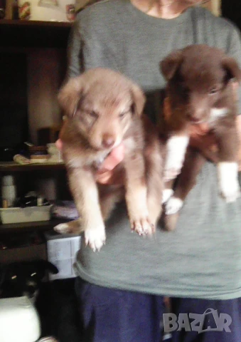 Две сладурчета си търсят любящи стопани 💝, снимка 1