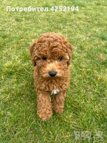 Мини пудел женско 