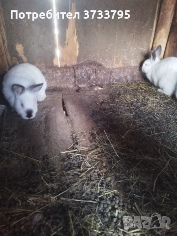 Калифорнийчета, снимка 8 - Други - 52656232