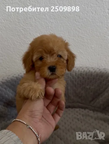 Малтипу Maltipoo , снимка 3 - Други - 56127576