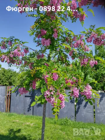 Акация - Налични 2 цвята, снимка 3 - Разсади - 43201691