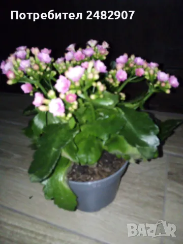 Каланхое, снимка 4 - Стайни растения - 49499383