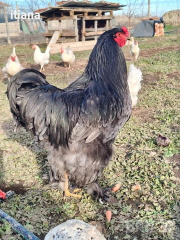 Продавам петел Брама, снимка 2 - Кокошки и пуйки - 53301702