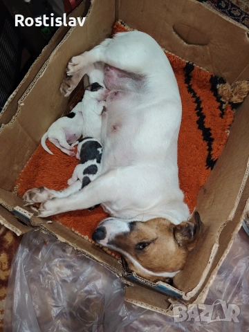 кученца джак ръсел териер 