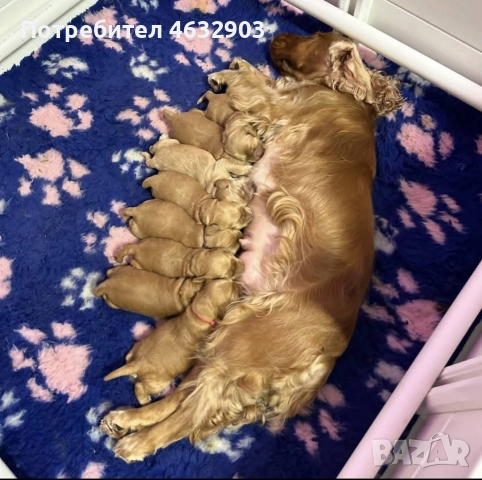 кокер шпаньол момче родословен баща , снимка 3 - Кокер шпаньол - 52716913