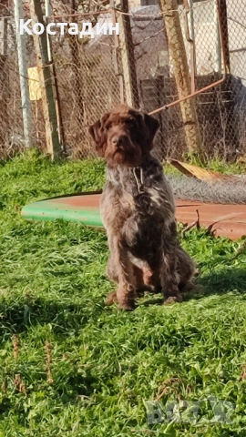 Дратхар , снимка 3 - Дратхаар - 53114443