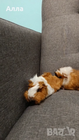 Малки морски свинчета , снимка 9 - Морски свинчета - 54046803