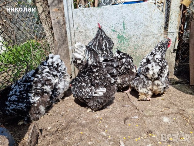Продавам яйца от мраморен кохин стандарт, снимка 10 - Кокошки и пуйки - 39733765