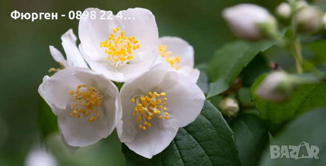 Филаделфус (Philadelphus)