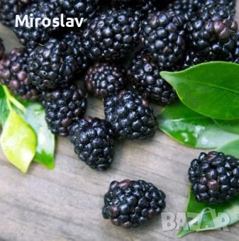 Малина Черно бижу, снимка 2 - Градински цветя и растения - 53905423