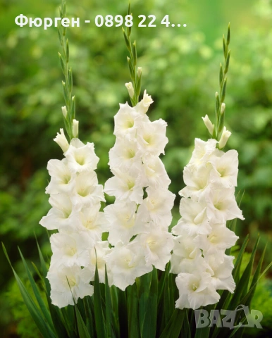 🌸 Луковици Гладиоли (Gladiolus), снимка 15 - Разсади - 53145212