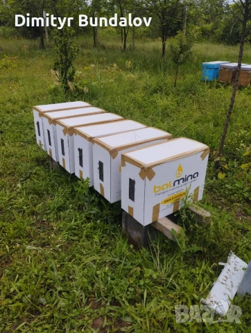 пчелни отводки 2026г, снимка 8 - Други животни - 53377170