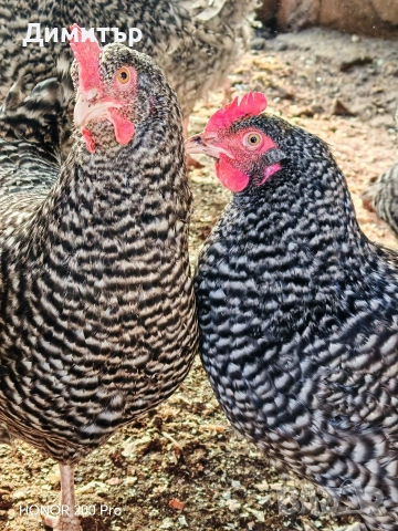 Разплодни яйца от Мехелен, снимка 9 - Кокошки и пуйки - 52938556