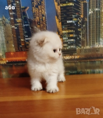 Златно клепоухо момче колорпойнт 