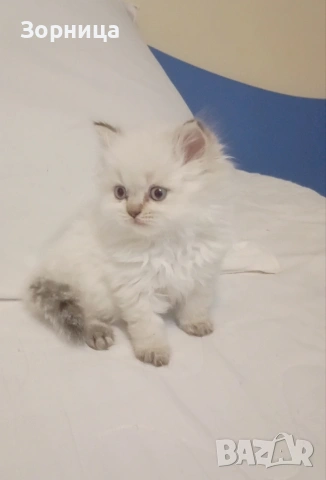 Британска сребърна чинчила , снимка 14 - Чинчили - 54337750