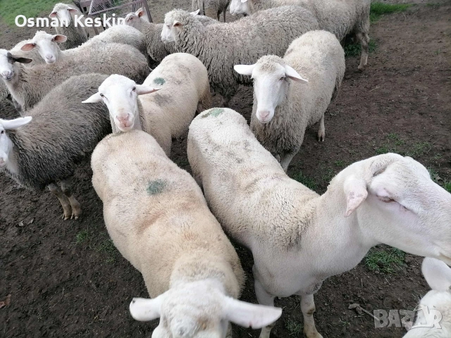 коч лакон , снимка 2 - Овце - 53231498
