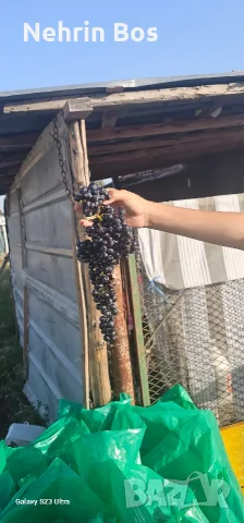 merlo zaharnosta 24 , снимка 2 - Крави - 55874089