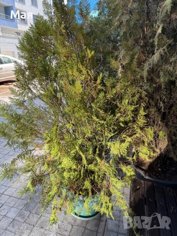 20 лева туи! Имаме 4 броя. Високи са 150 см.. , снимка 3 - Градински цветя и растения - 52106929