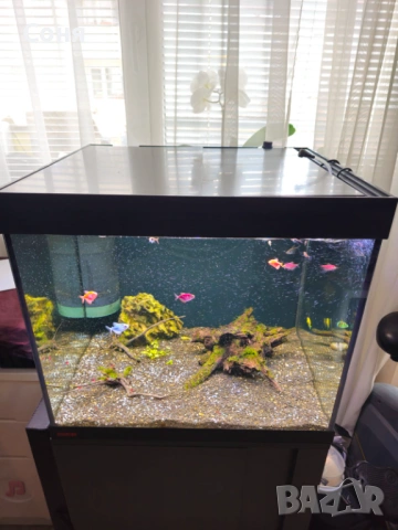 Аквариум с поставка / шкаф EHEIM Vivaline 150 + цялостно оборудване, снимка 2 - Аквариуми - 53072577