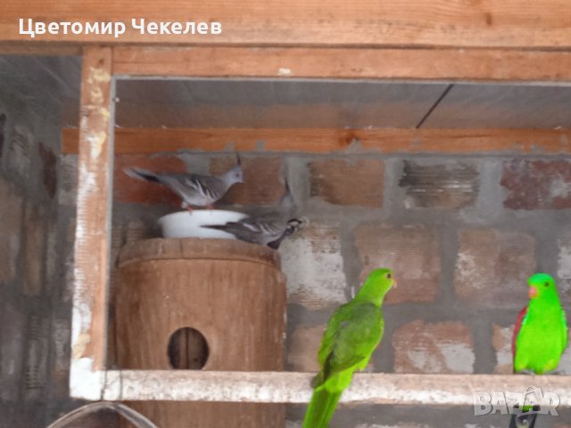 Червенокрили Папагали- бебе за дохранване, снимка 3 - Папагали - 42265769