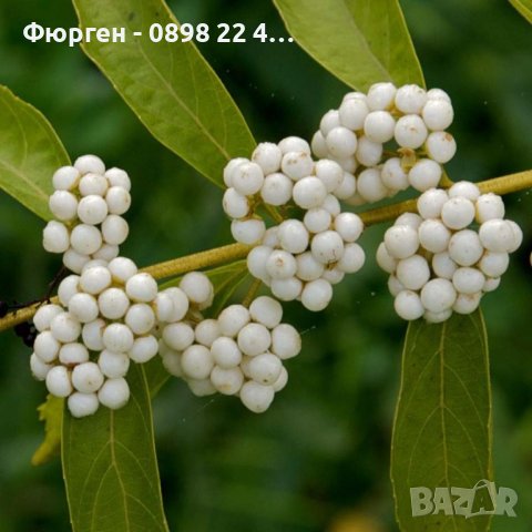 Каликарпа - Налични 2 вида Бяла - Callicarpa dichotoma Albibacea Лилава -Callicarpa dichotoma 'Issai, снимка 2 - Градински цветя и растения - 42145718