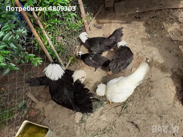 Селски кокошки, снимка 14 - Кокошки и пуйки - 54326302