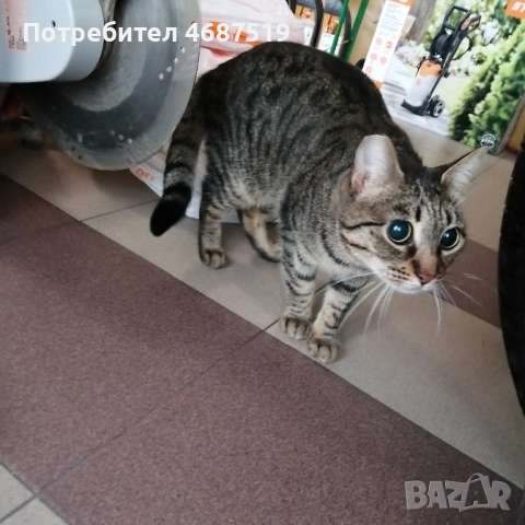 Търсим дом на Тъчи, снимка 4 - Други - 52847802